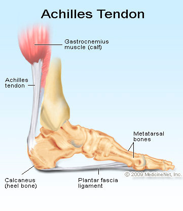 Tendons