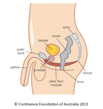 Do blokes even have a pelvic floor?