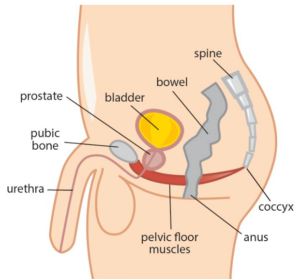 Barrie Pelvic Floor Physiotherapy